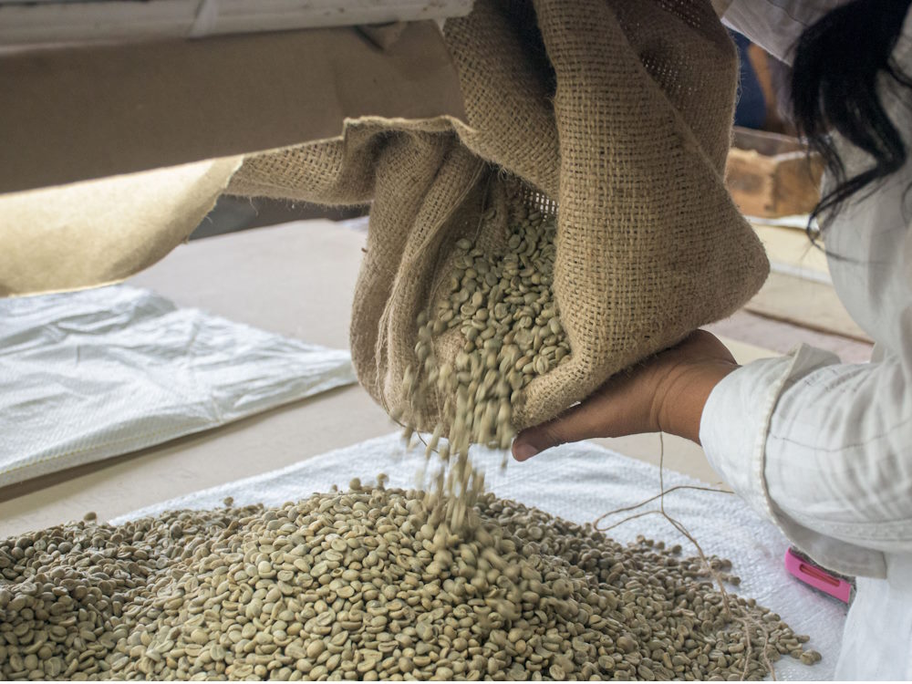 Detailní záběr na sypání zelených kávových zrn z pytle